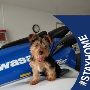 Meet your Posher, Gladys